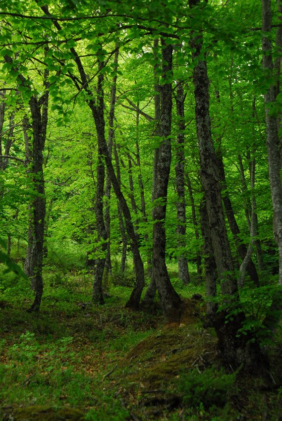 Elatochori & Old Elatochori