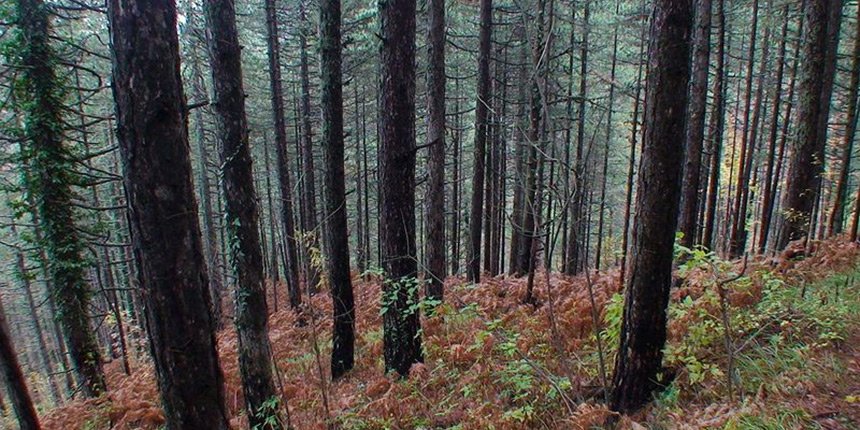 Olympus hiking trail 8, Litochoro – Gkolana – Kastanas Spring