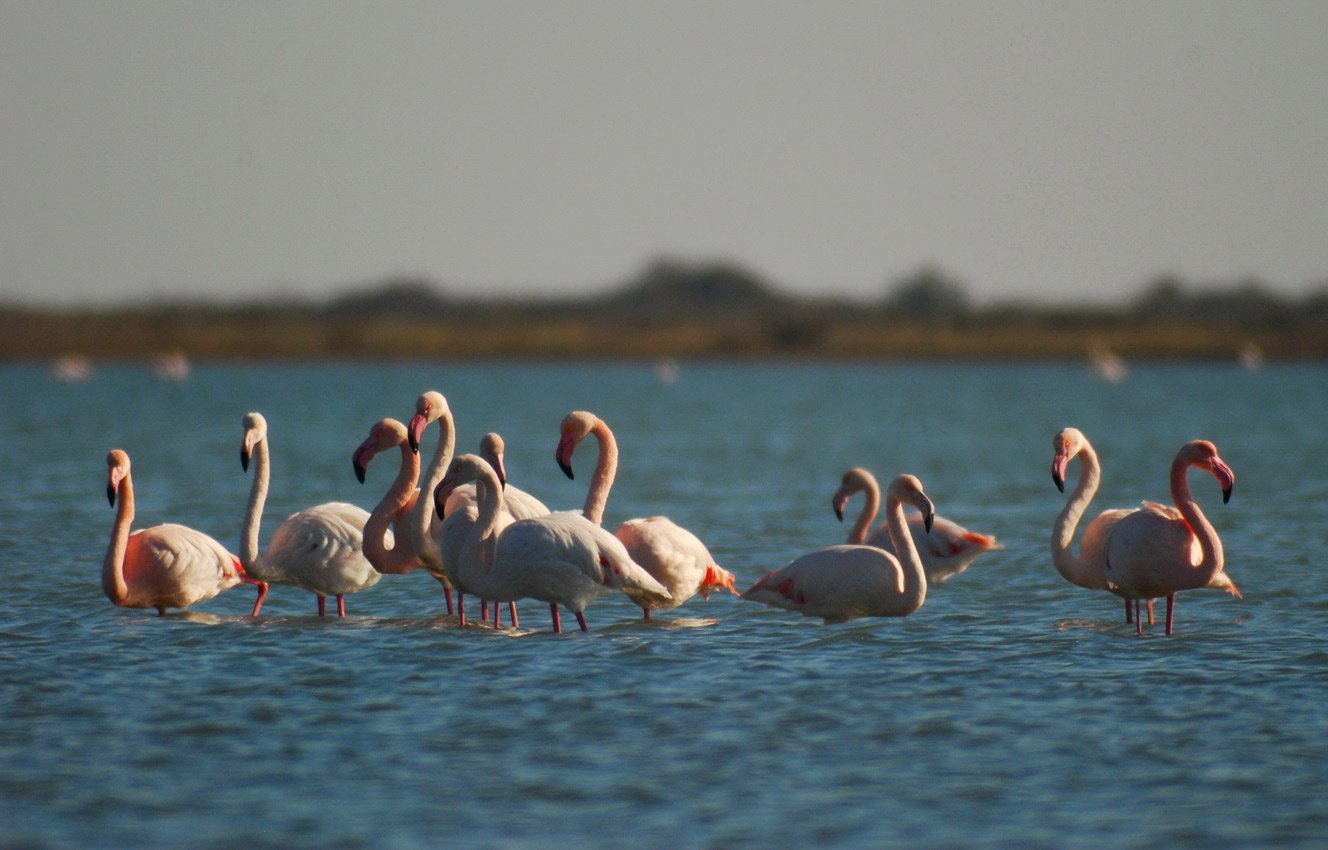 Wetlands of Aliki in Kitros