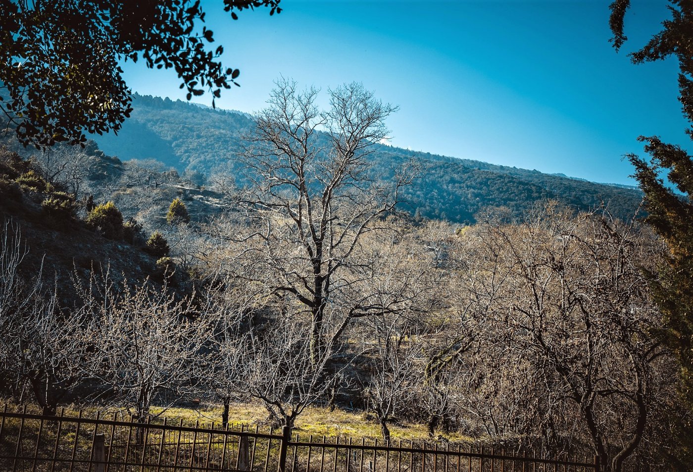 Palea (Upper) Leptokarya